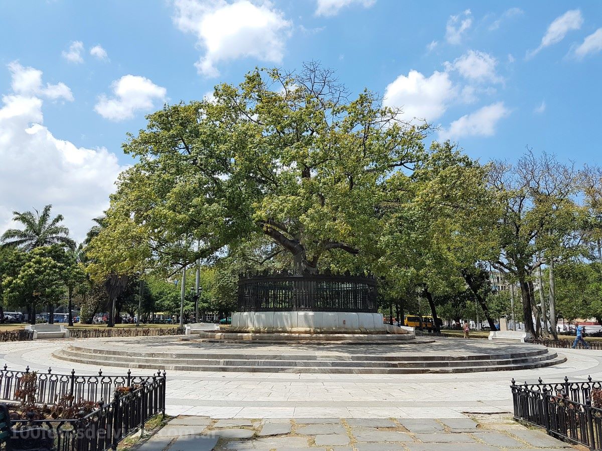Parque de la Fraternidad – Ceiba de la Fraternidad Americana