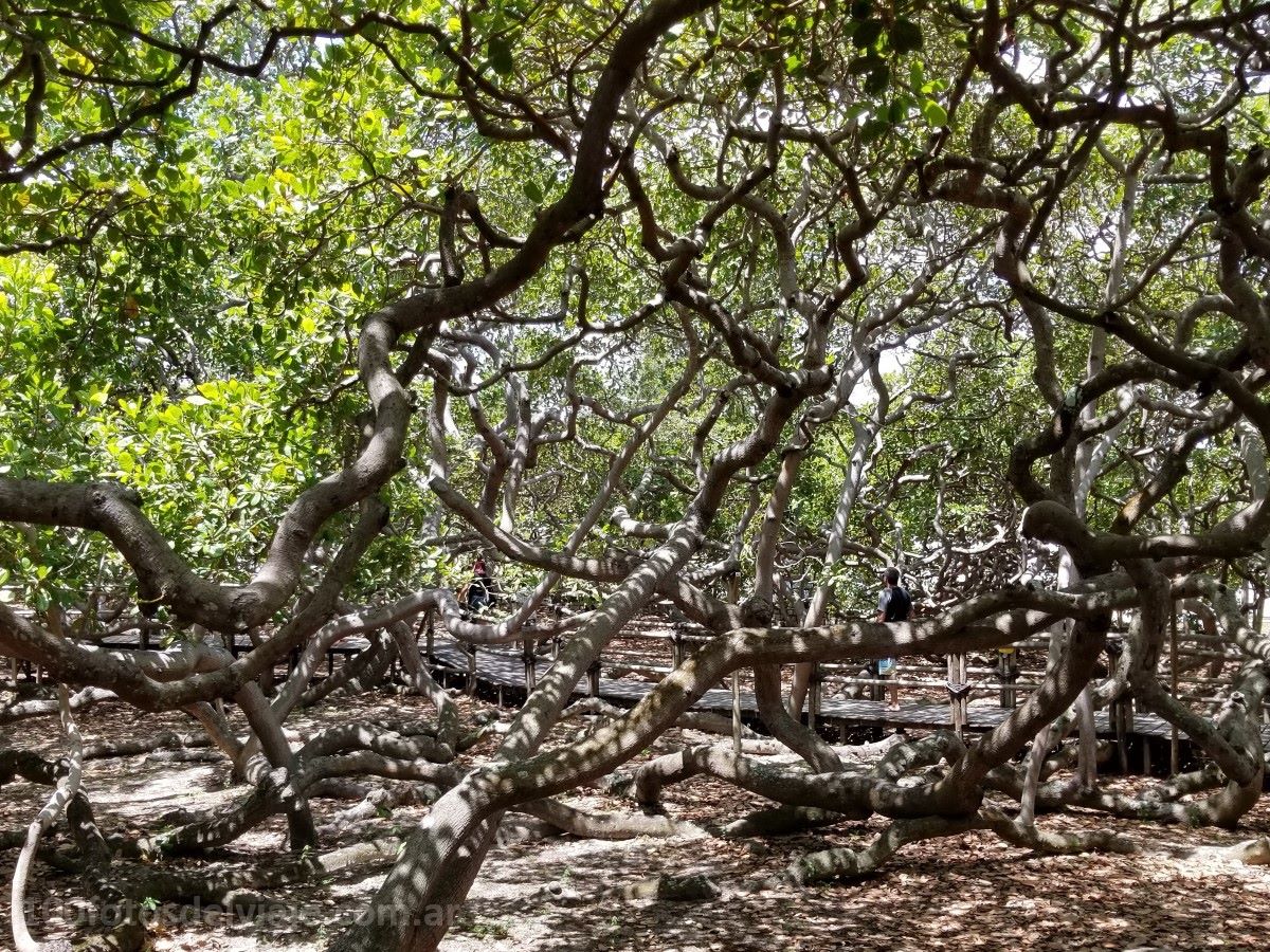 El Árbol de Cajú más grande del mundo