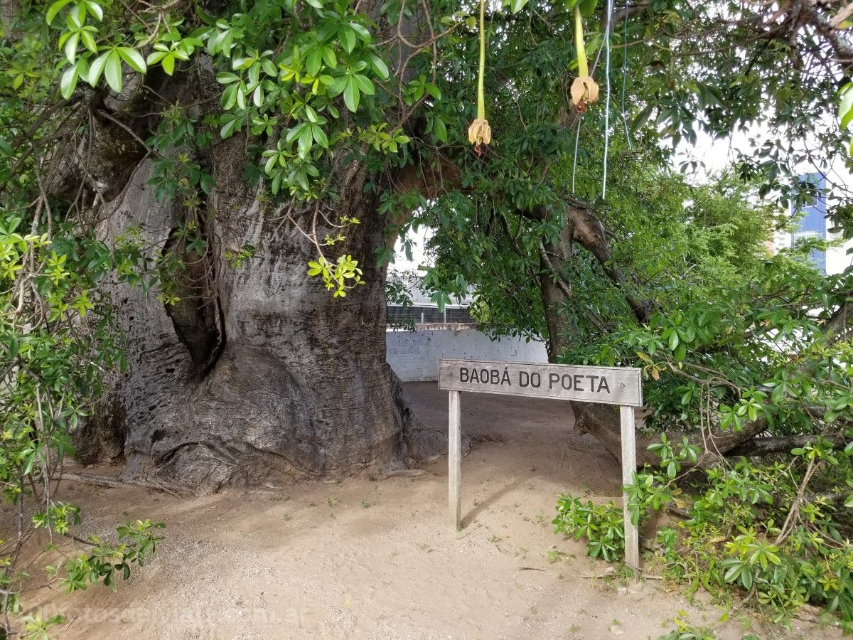 Baobab del Poeta