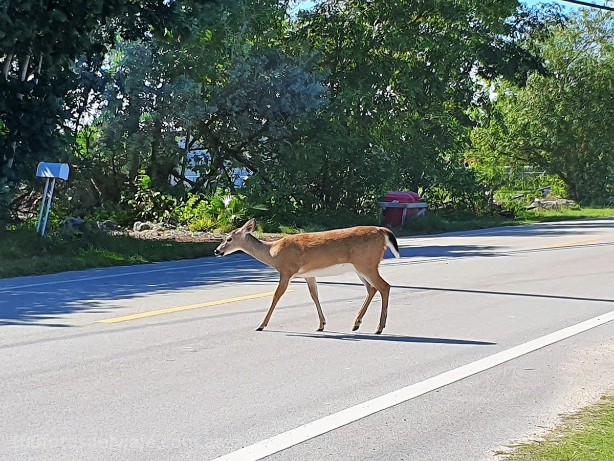 Ciervo de los Cayos – Key Deer (Ciervo de cola blanca) en Big Pine Key